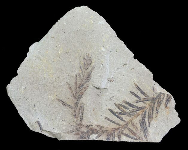 Metasequoia (Dawn Redwood) Fossil - Montana #62333